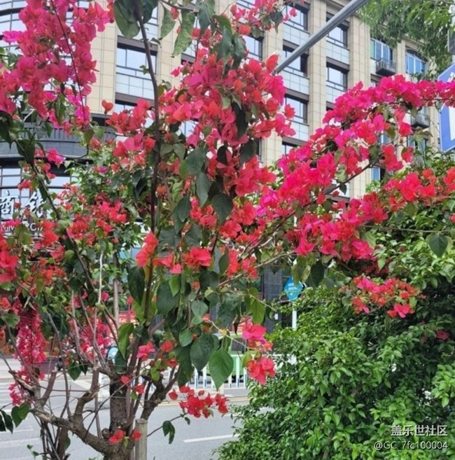 【折疊屏手機里的春天】漂亮的花兒