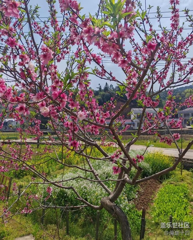 【折疊屏手機(jī)里的春天】處處美景