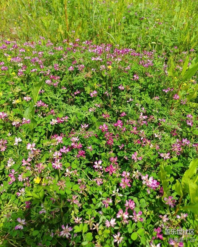 【折疊屏手機(jī)里的春天】處處美景