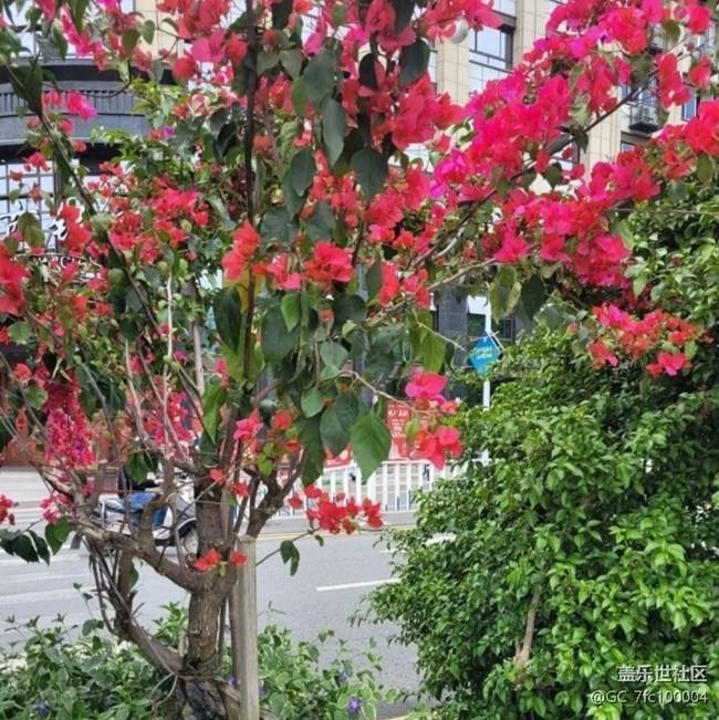 【折疊屏手機里的春天】漂亮的花兒