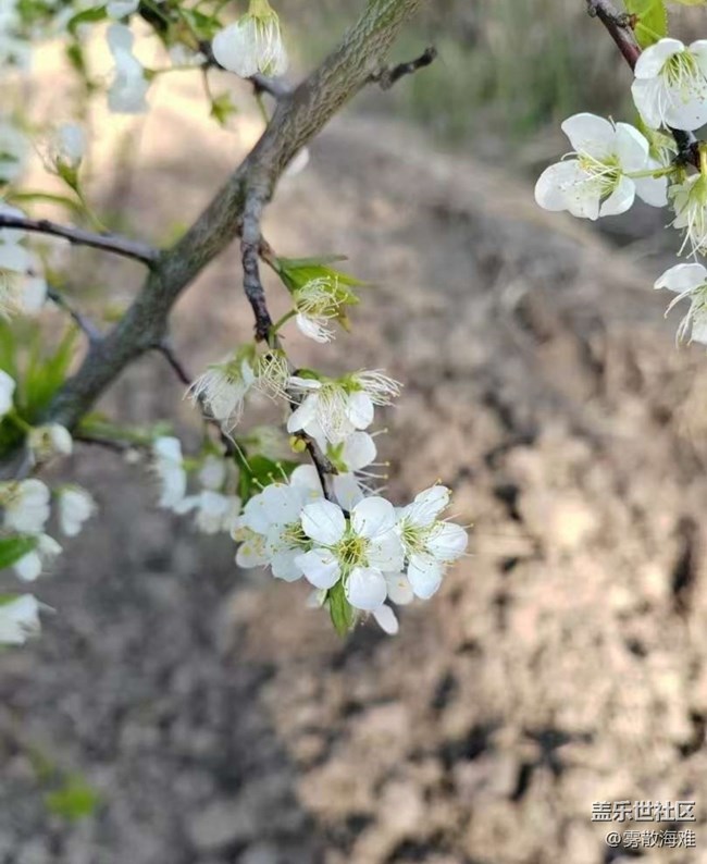 【折疊屏手機(jī)里的春天】花開(kāi)茂盛