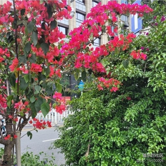 【折疊屏手機里的春天】漂亮的花兒