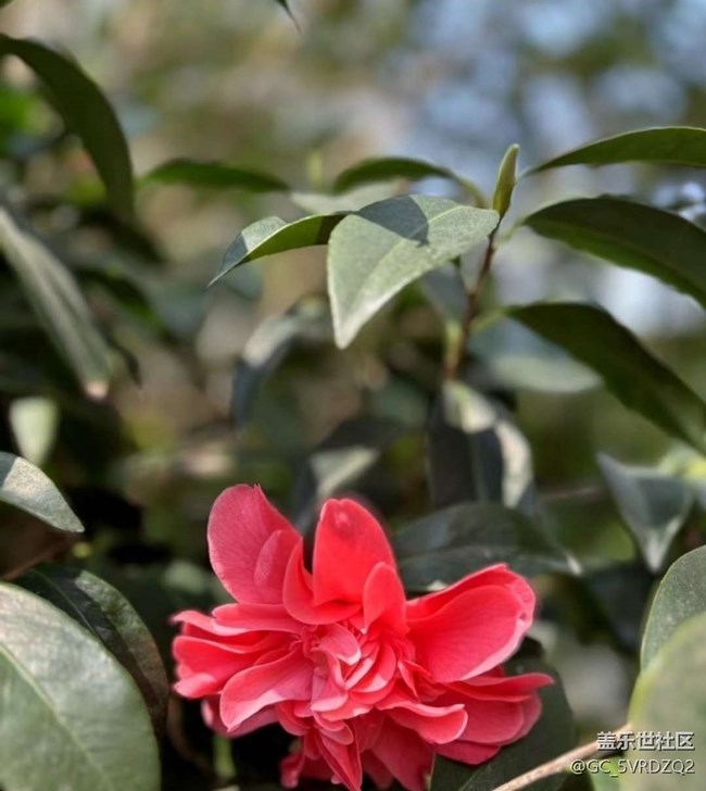 【春日限定】春日賞花