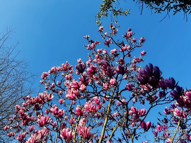 【迎春，在冬末】冬末迎春，靜待萬(wàn)物歸序