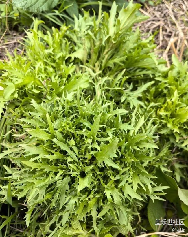 【春日限定】踏春