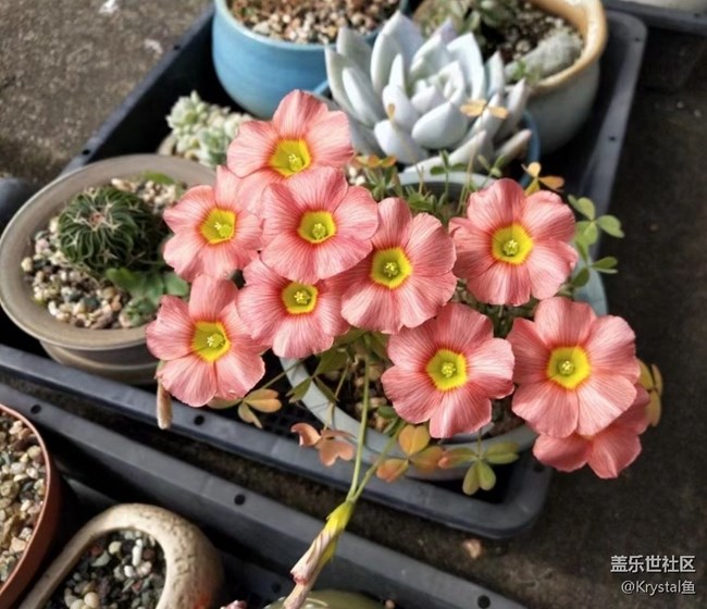 【折疊屏手機(jī)里的春天】春天來了