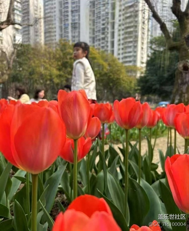 【春日限定】郁金香季