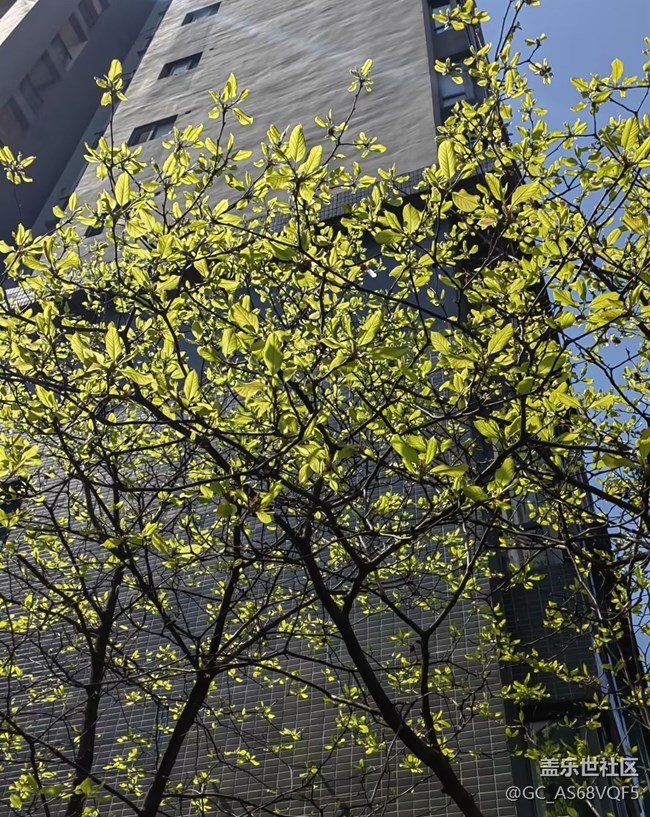 【折疊屏手機里的春天】新芽