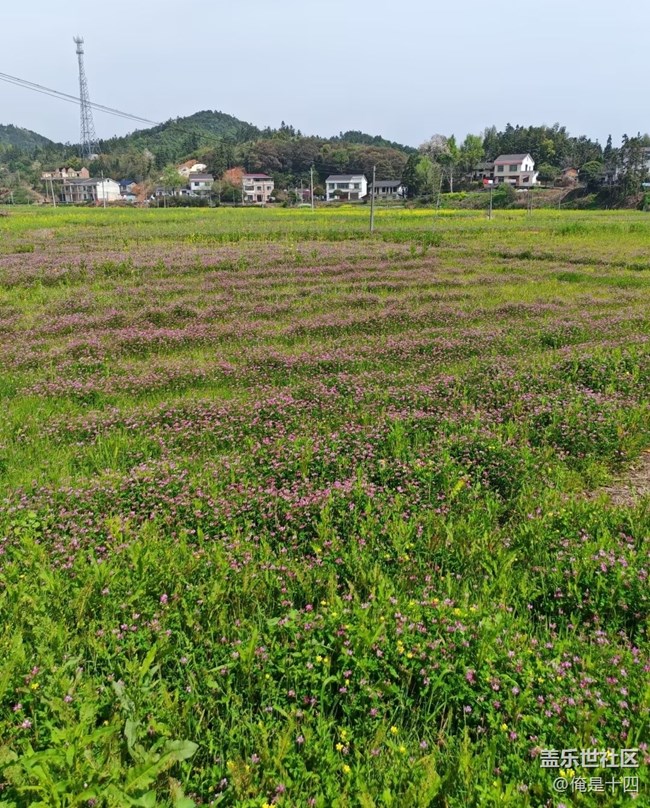 【折疊屏手機(jī)里的春天】處處美景
