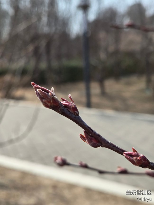 【沐浴春風(fēng)】初春新芽