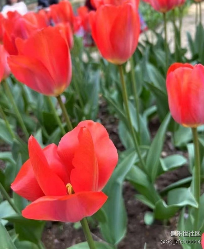 【春日限定】郁金香季