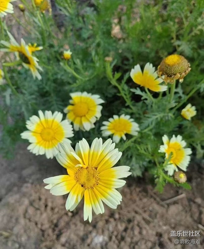 【折疊屏手機(jī)里的春天】花開(kāi)茂盛