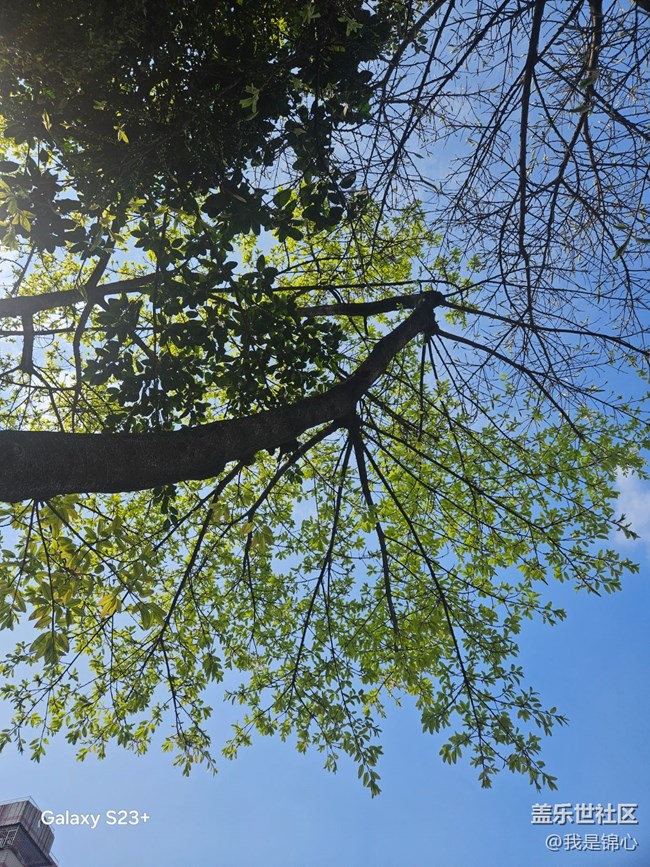 【春日限定】舒展的春天