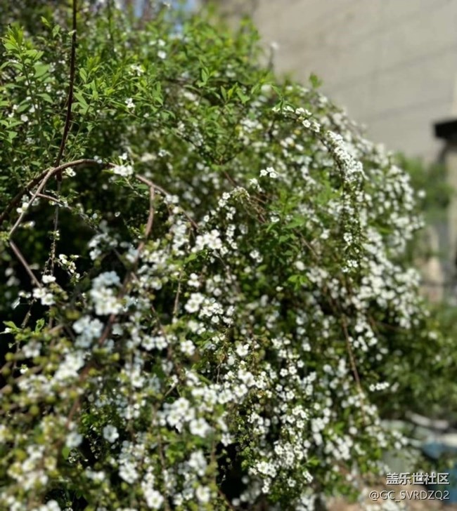 【春日限定】春日賞花