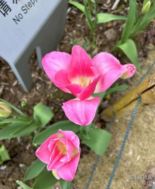 【春日限定】郁金香季