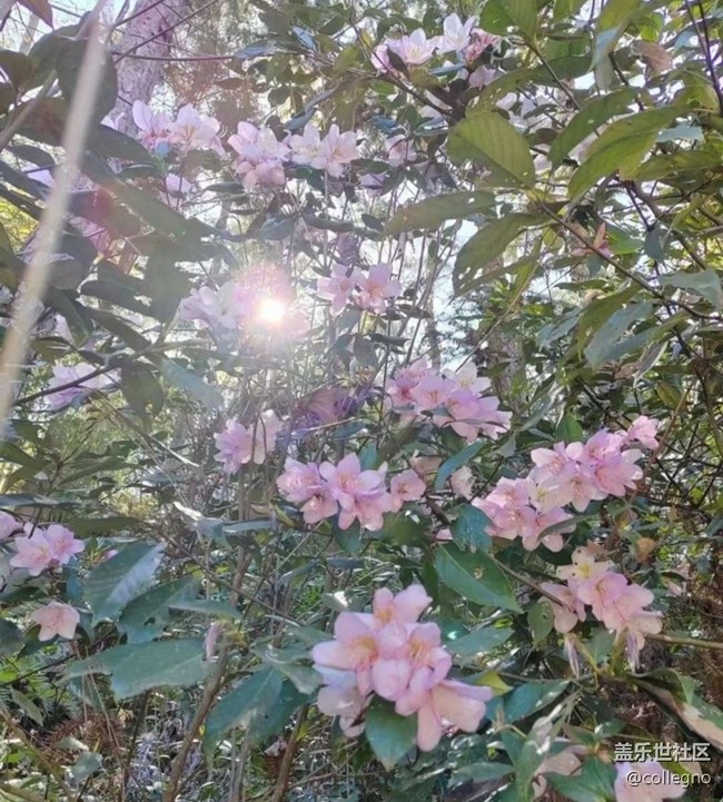 【春日限定】周末去踏春