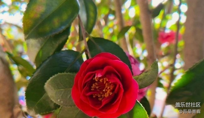 【折疊屏手機(jī)里的春天】茶樹花