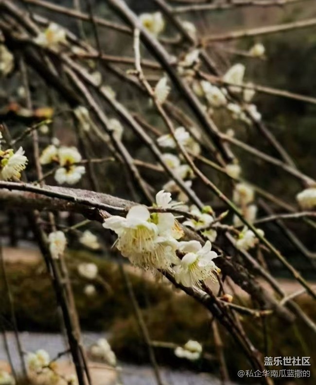 【折疊屏手機里的春天】萬物復(fù)蘇