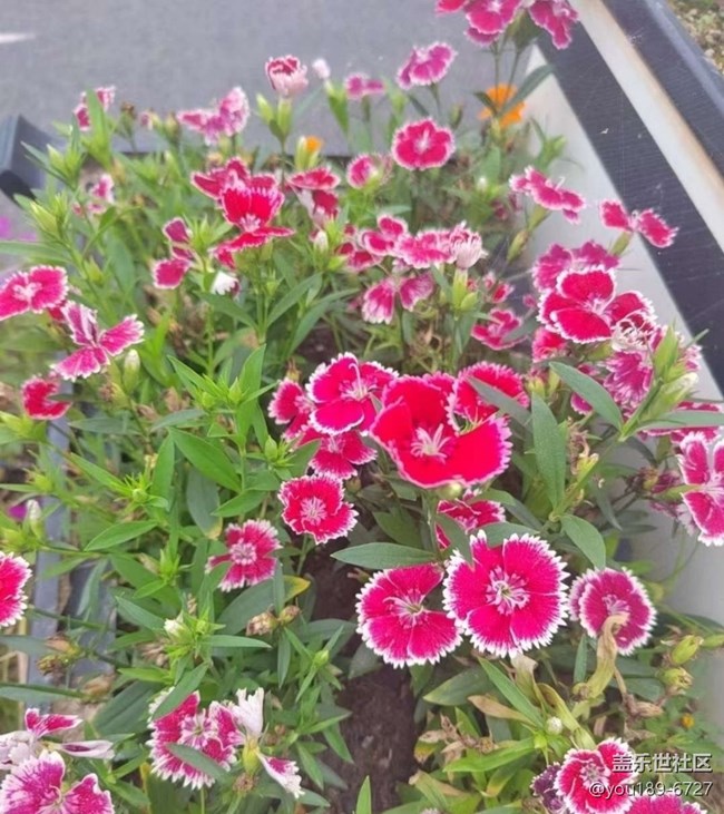 【折疊屏手機(jī)里的春天】花開滿