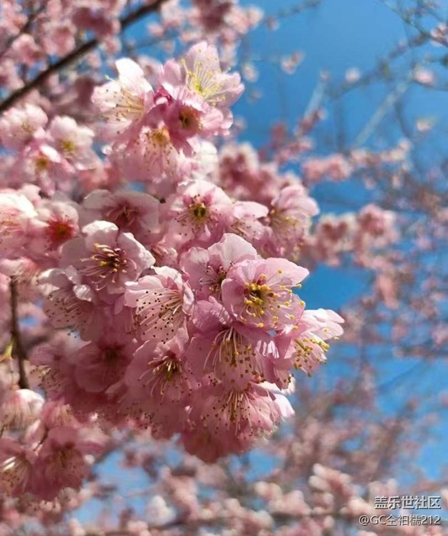 【折疊屏手機里的春天】櫻花季