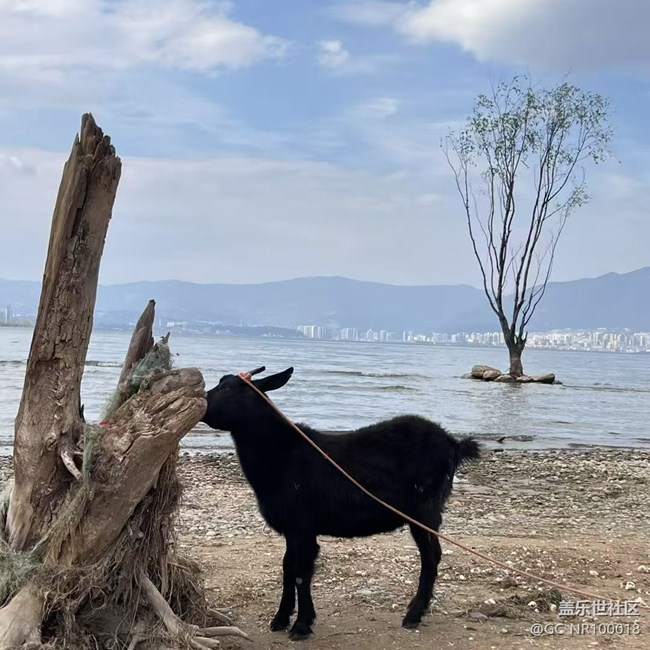 【春日限定】大理