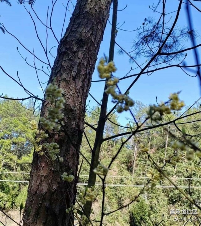 【春日限定】周末去踏春
