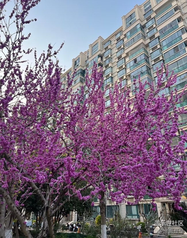 【折疊屏手機(jī)里的春天】春天花會開