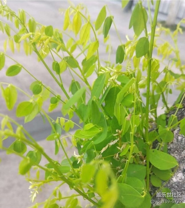 【折疊屏手機(jī)里的春天】花開滿