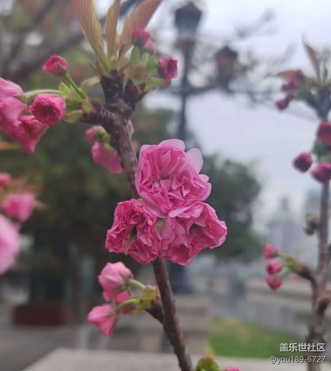 【折疊屏手機(jī)里的春天】花開滿