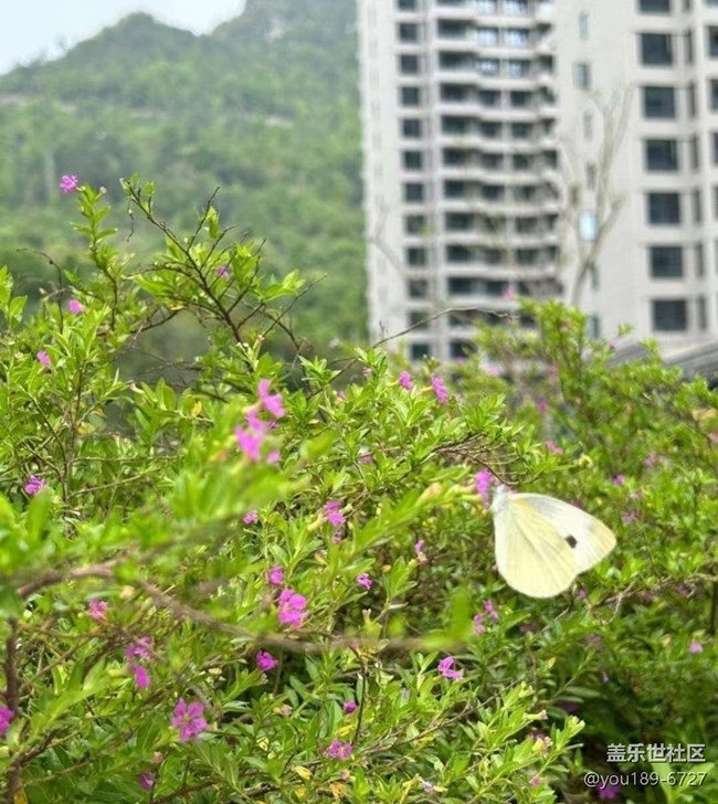 【春日限定】美好春天