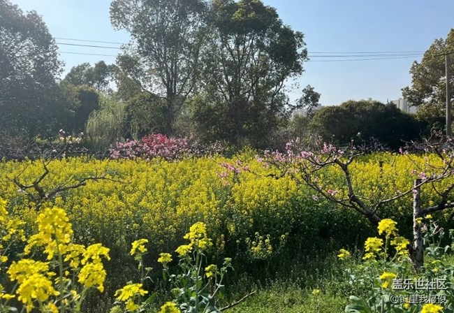 【春日限定】去賞花