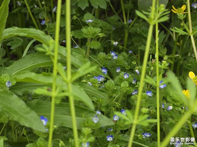 【春光里】路邊的野花真美麗