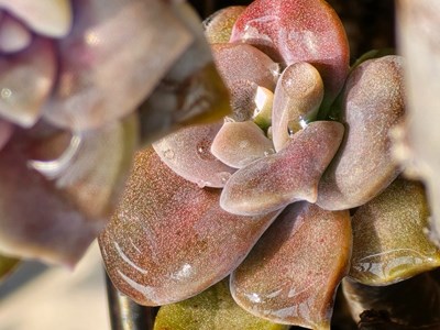 熬了一年仙人球終于變身了