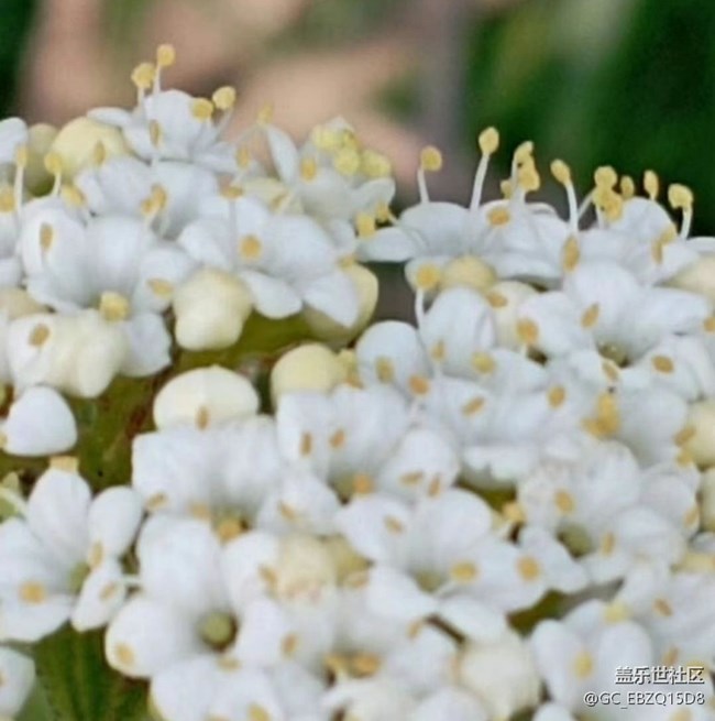【折疊屏手機里的春天】繁花盛開