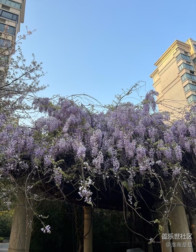 【折疊屏手機(jī)里的春天】春天花會開