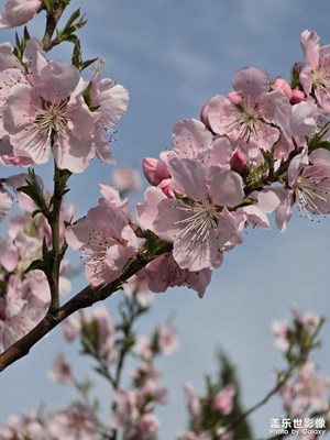 【春光里】+春花爛漫