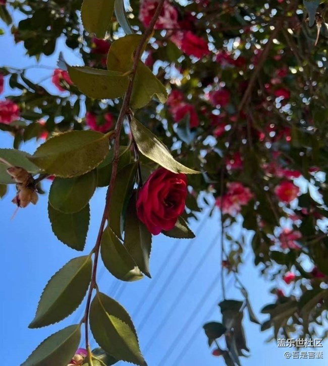 【折疊屏手機(jī)里的春天】茶樹花