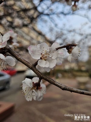 【春光里】+花開時節(jié)