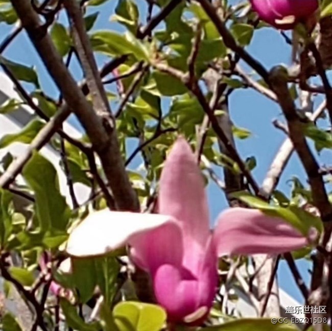 【折疊屏手機里的春天】繁花盛開