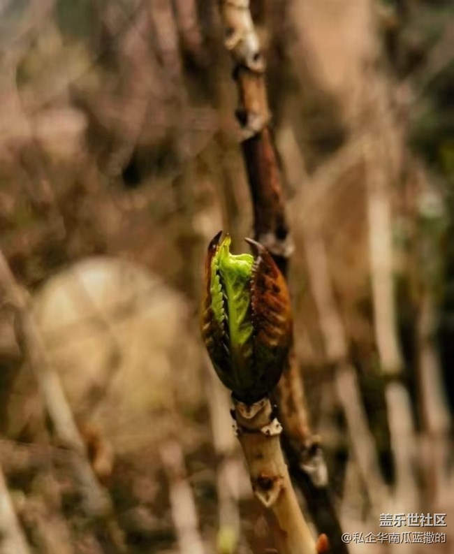 【折疊屏手機里的春天】萬物復(fù)蘇