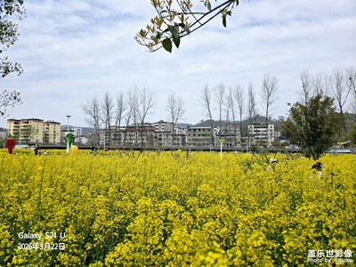 油菜花季隨拍