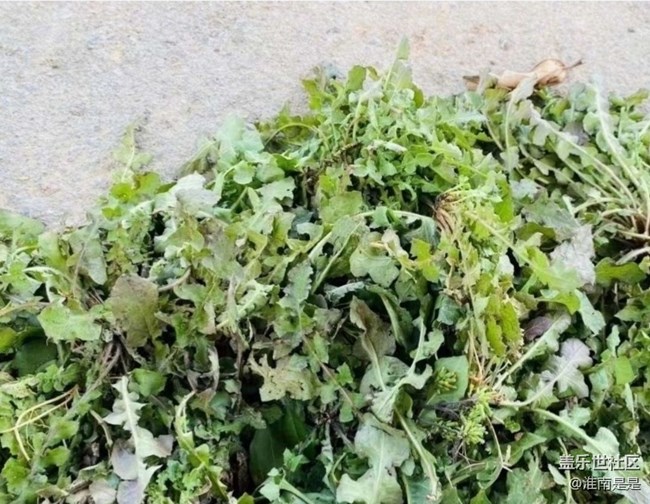 【春日限定】暖春時(shí)節(jié)