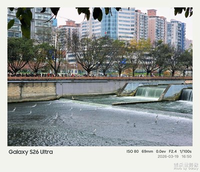 【春光里】“洗腳鳥”的快樂哲學是站著等魚來，吃著河鮮自助