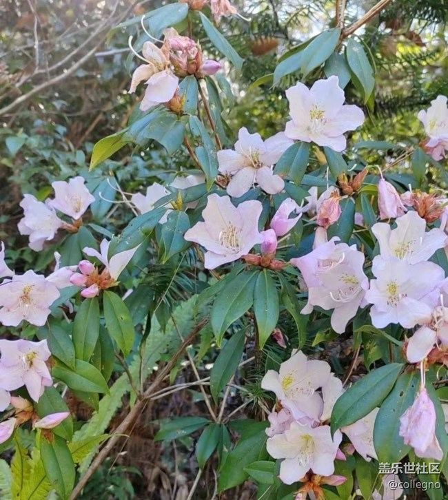 【春日限定】周末去踏春