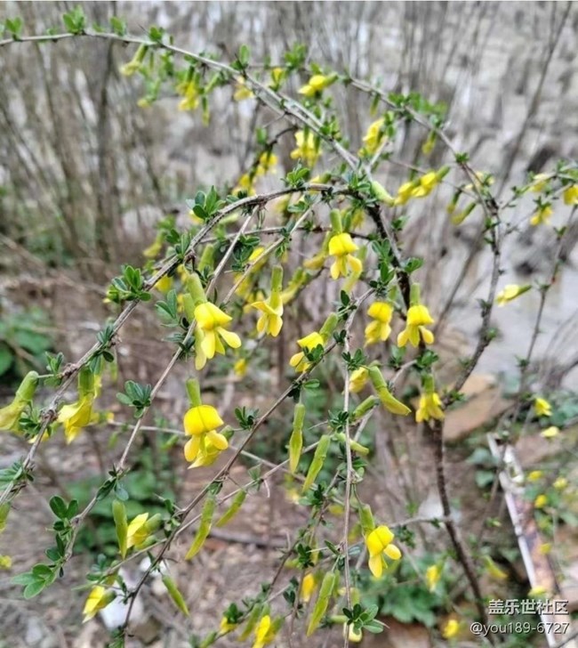 【春日限定】美好春天