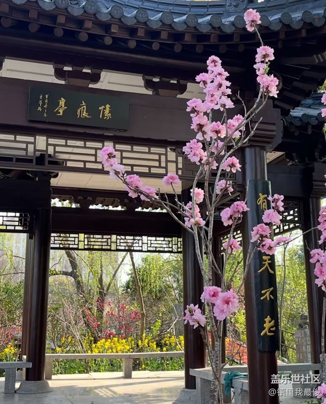 【春日限定】去賞花