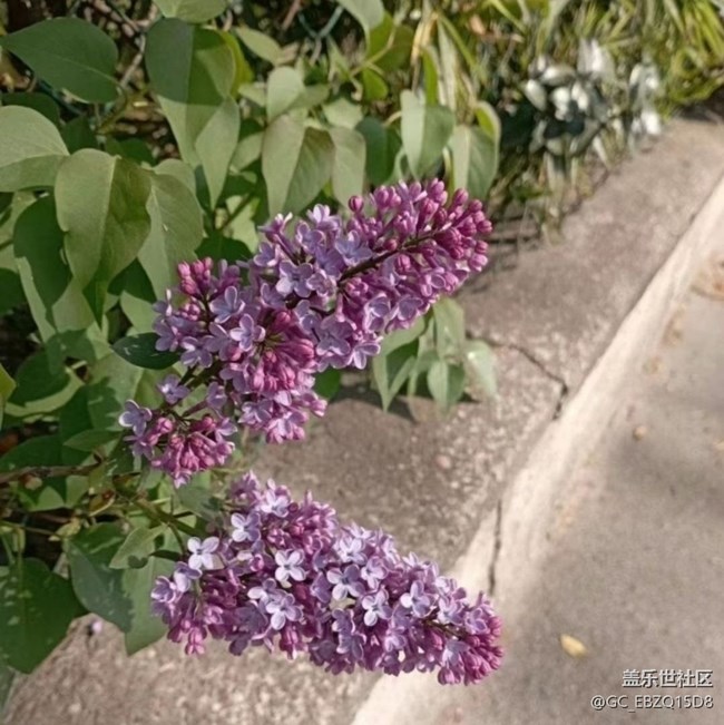 【折疊屏手機里的春天】繁花盛開