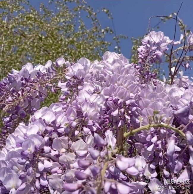 【折疊屏手機里的春天】繁花盛開