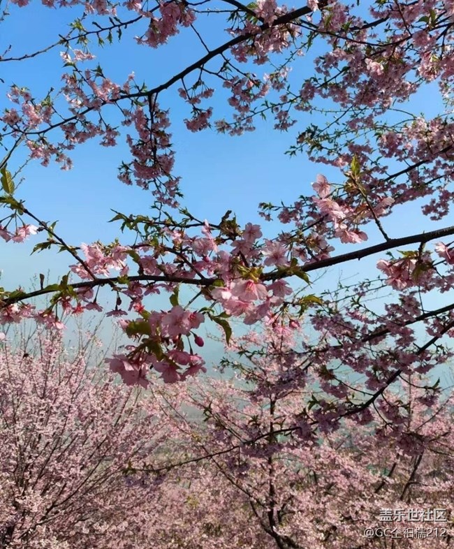 【折疊屏手機里的春天】櫻花季
