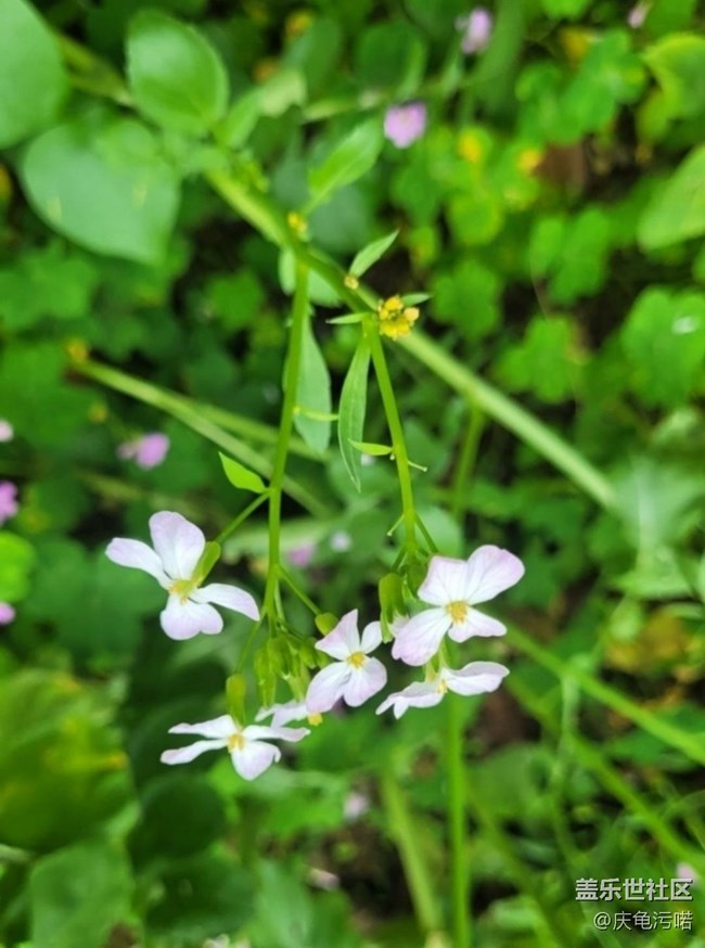 【折疊屏手機(jī)里的春天】粉色花